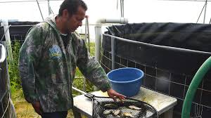 TILAPIASAMALAYUCA.jpg