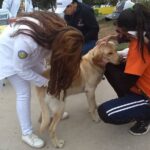 VacunacionmascotasUACJ.jpeg
