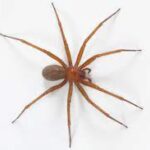 ARANASVIOLINISTA.jpg