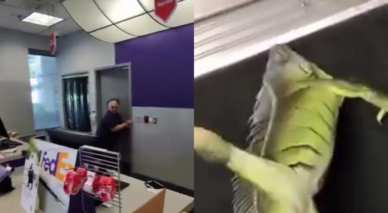 IGUANA.jpg