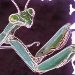 INSECTOS-EL-PASO.jpg