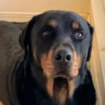 PERRO.png