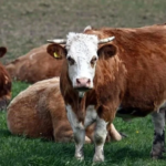VACA.png