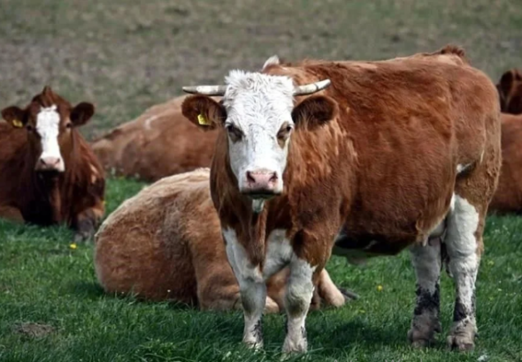 VACA.png