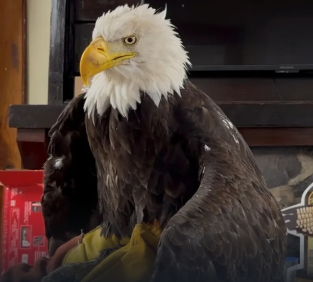 AGUILA-1.png