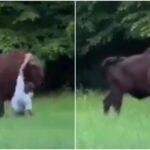 BISONTE.jpg