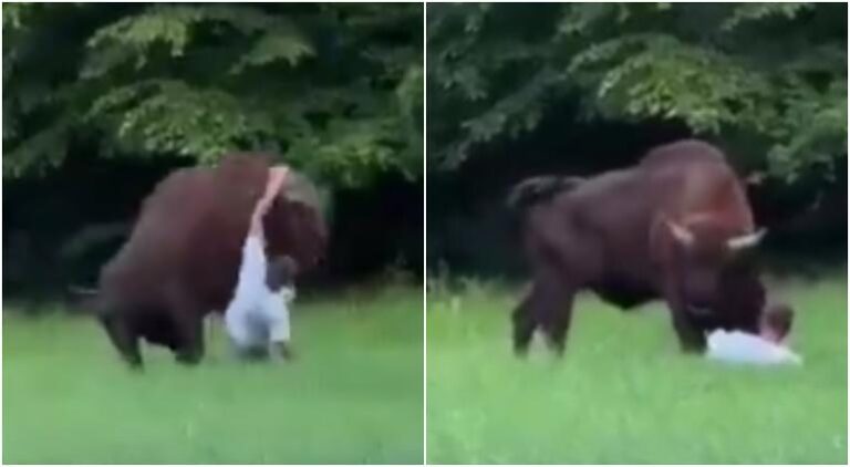 BISONTE.jpg