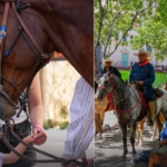 CABALLOS.png