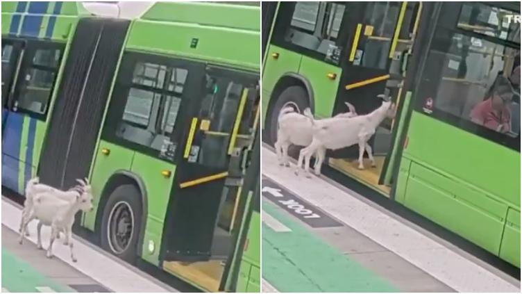 CABRAS.jpg