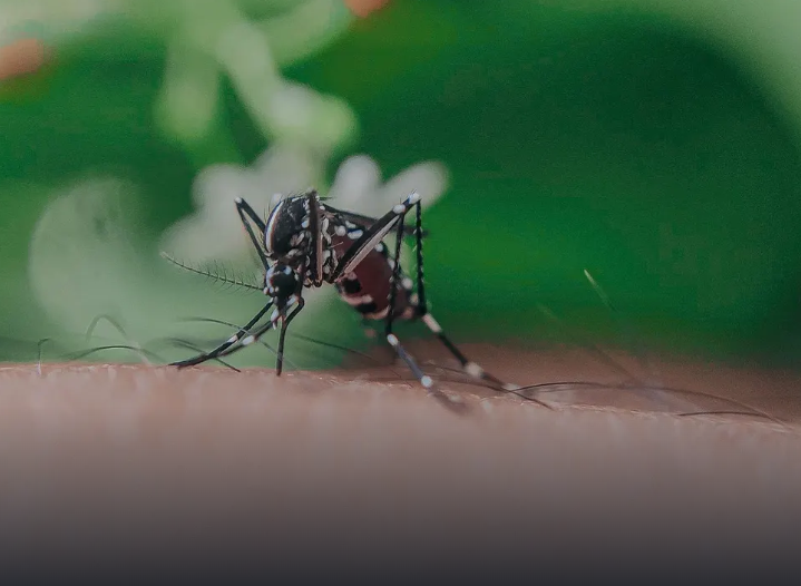 MOSQUITO.png
