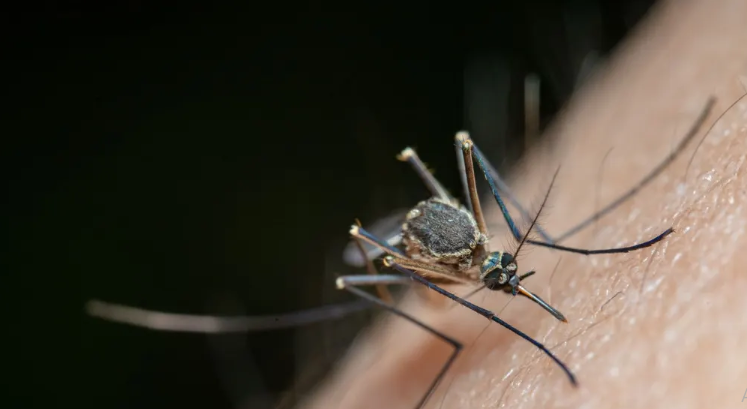 MOSQUI.png