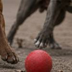 PERRO-2.png