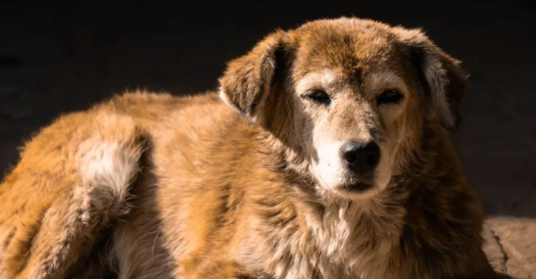 PERRO-3.png