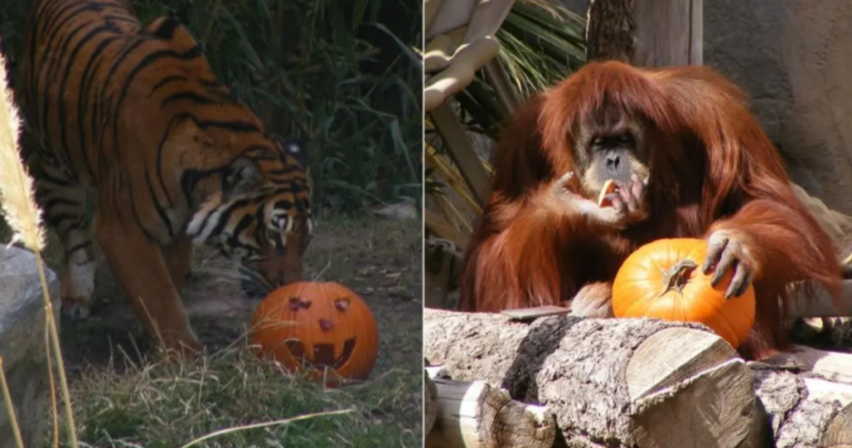 ZOO.png
