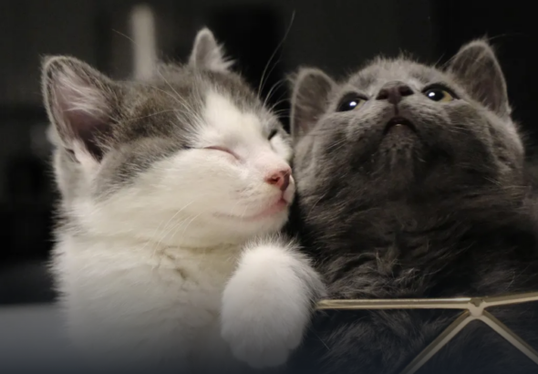 GATOS.png